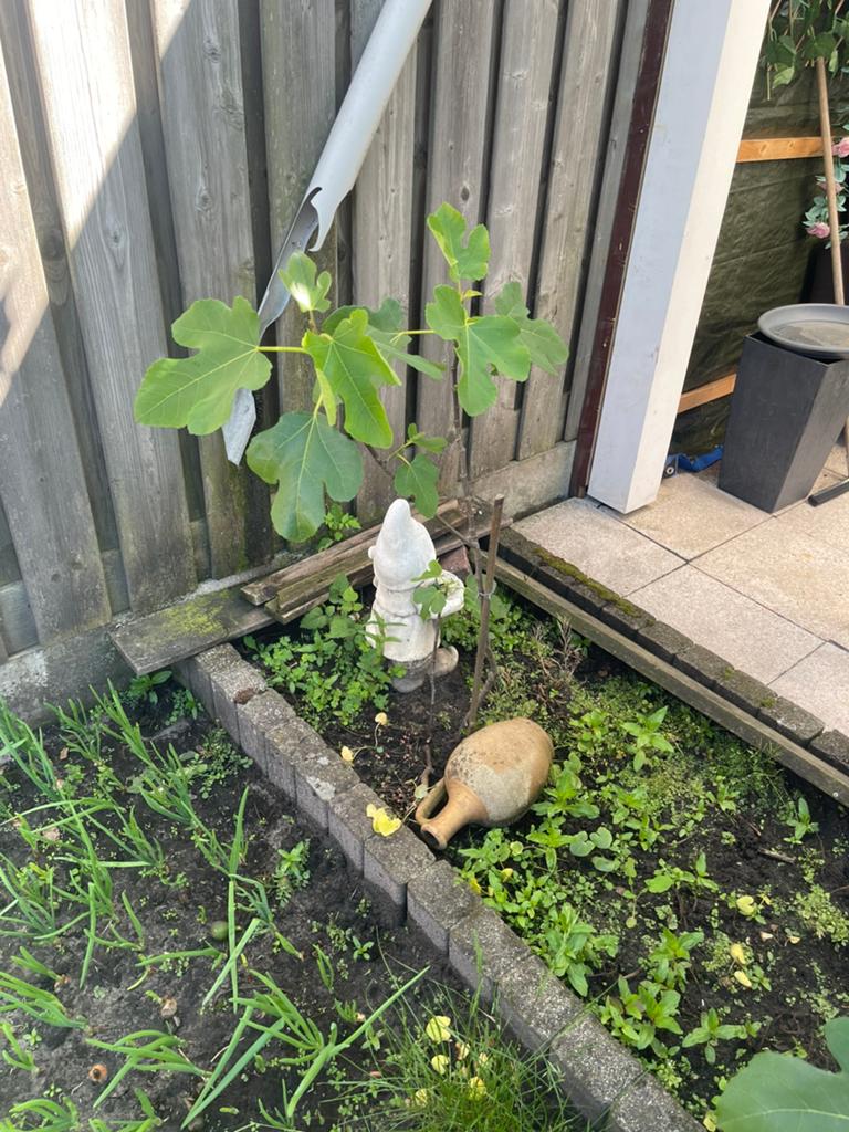 Vijgenboom, Tuin en Terras, Planten | Fruitbomen, Ophalen, Lente, Volle zon, Vijgenboom