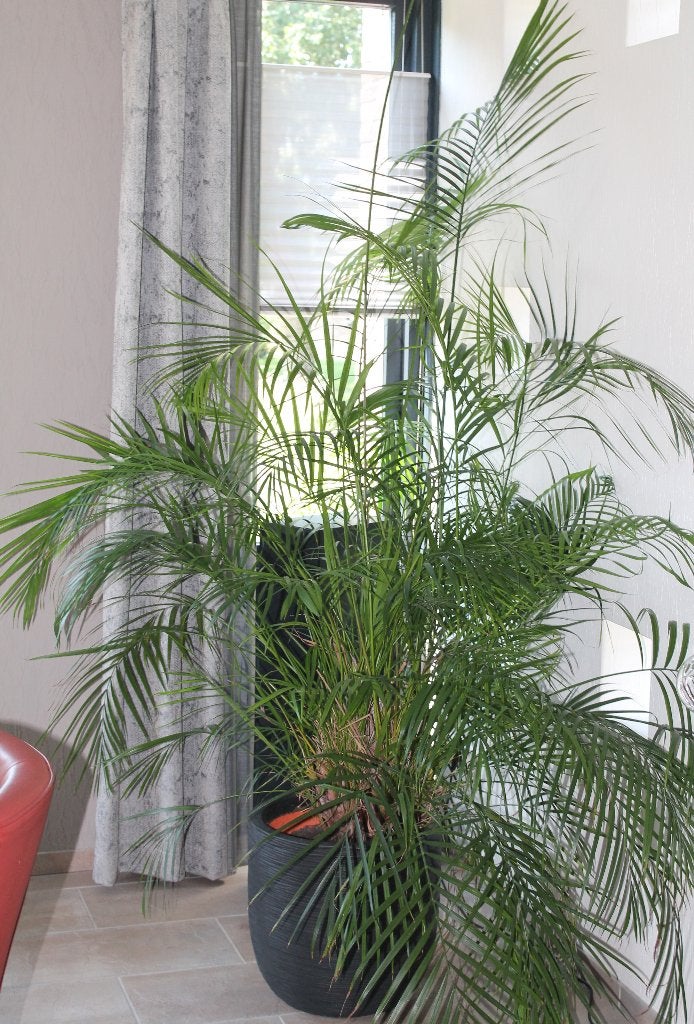 Grote Areca Palm in Zwarte Pot - Kamerplant, Huis en Inrichting, Ophalen, 200 cm of meer, Palm, Halfschaduw