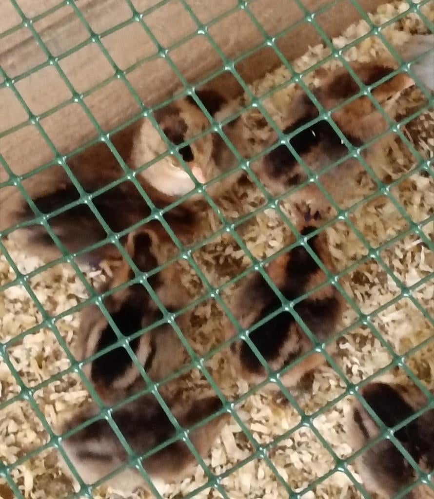 Kuikens van de Cream Legbar, Dieren en Toebehoren, Kip