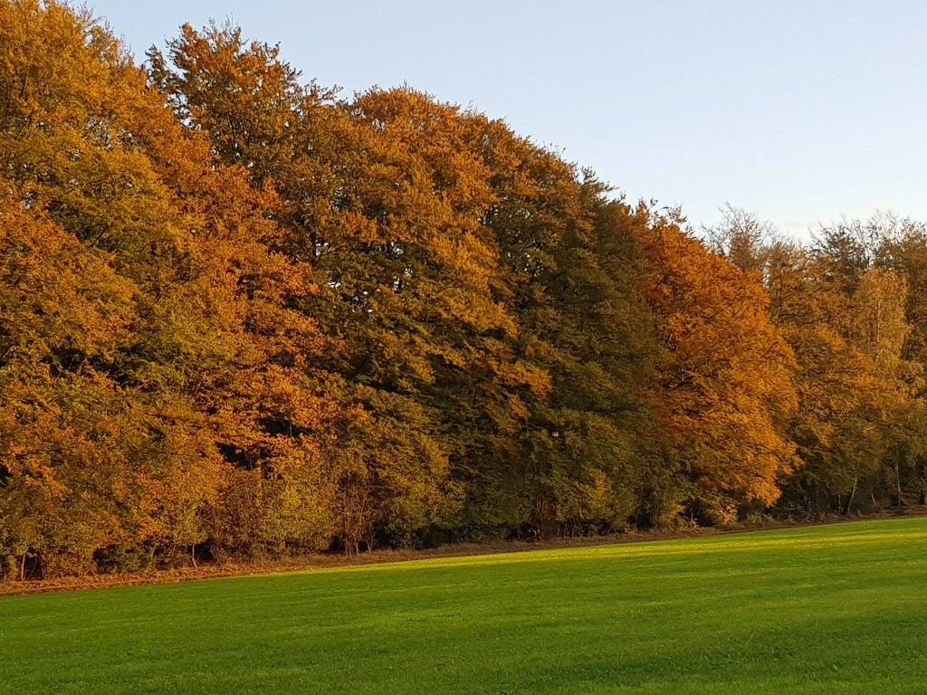 Foto 19 van Rolstoeltoegankelijke bungalow op landgoed, 30okt-6nov vrij!