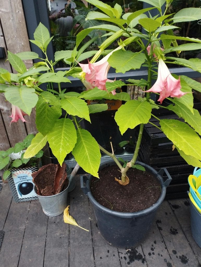 Twee Brugmansia of engelentrompet, Tuin en Terras, Ophalen, Overige soorten, Volle zon