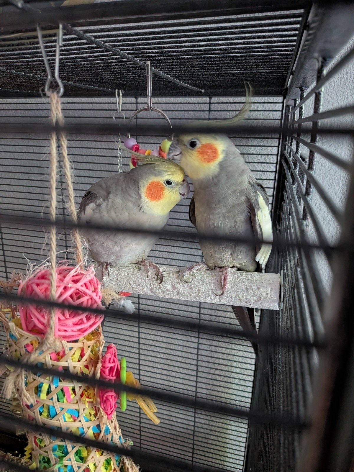 Leuk duo valkparkieten (ca. 1 jaar), Meerdere dieren