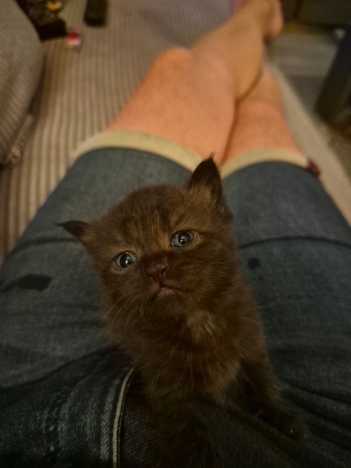 Britse korthaar kittens, Meerdere dieren, Ontwormd