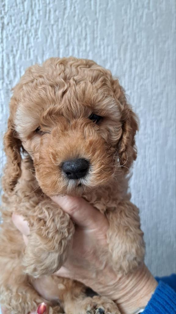 Lana zoekt een liefdevol baasje  baasje, Dieren en Toebehoren, Honden | Niet-rashonden, Parvo, 8 tot 15 weken, Teef, Meerdere