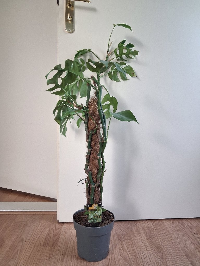 Monstera Minima - Raphidophora Tetrasperma/Gatenplant H:95cm, Ophalen, Overige soorten, Halfschaduw, Minder dan 100 cm