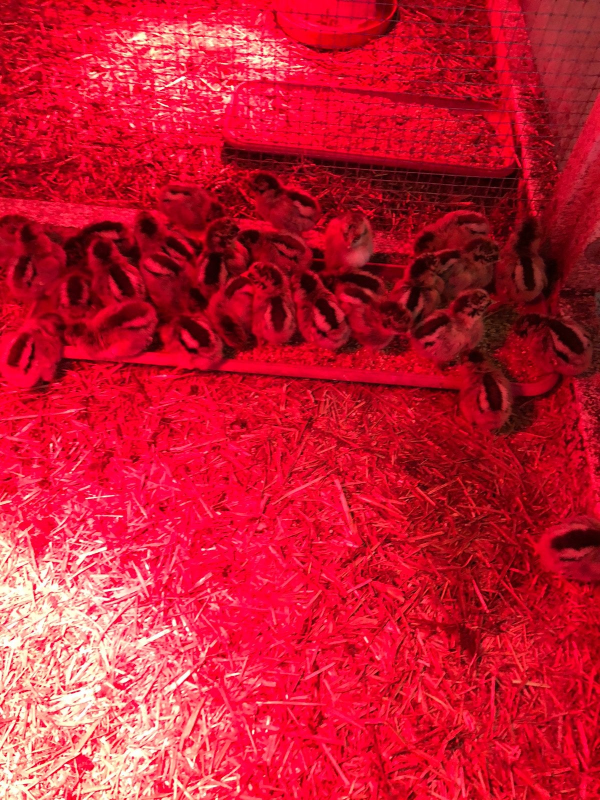 Barnevelder kriel kuikens, Dieren en Toebehoren, Geslacht onbekend, Kip