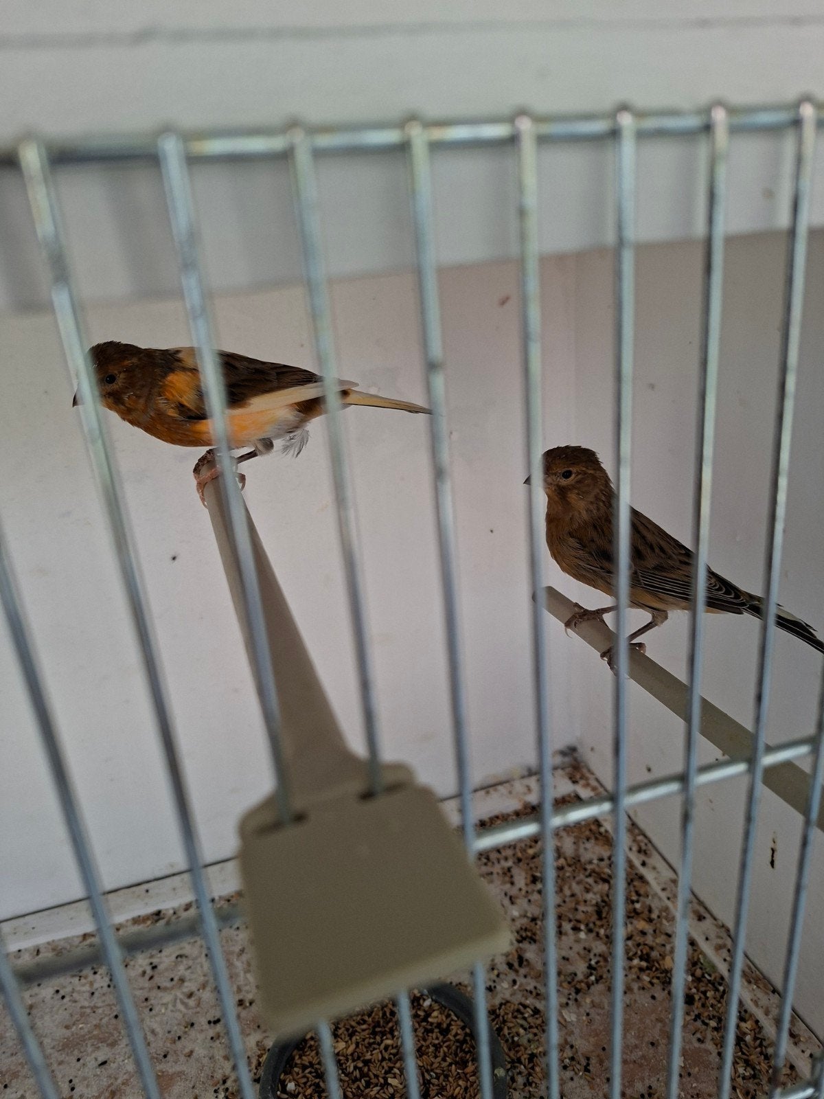 rood mus en harlekijn poppen, Vrouwelijk, Kleurkanarie