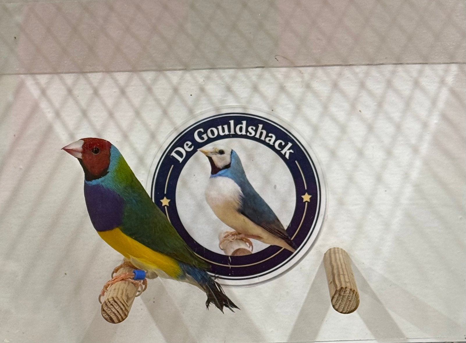 Gouldamadine (man 3), Mannelijk, Geringd