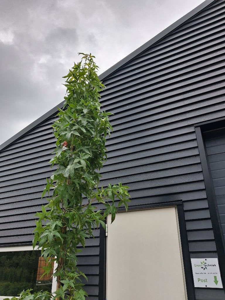 Liquidambar 'Slender Sillouette' ZUILBOOM! €95,-, Tuin en Terras, Planten | Bomen, In pot, Bloeit niet, Halfschaduw, Ophalen of Verzenden