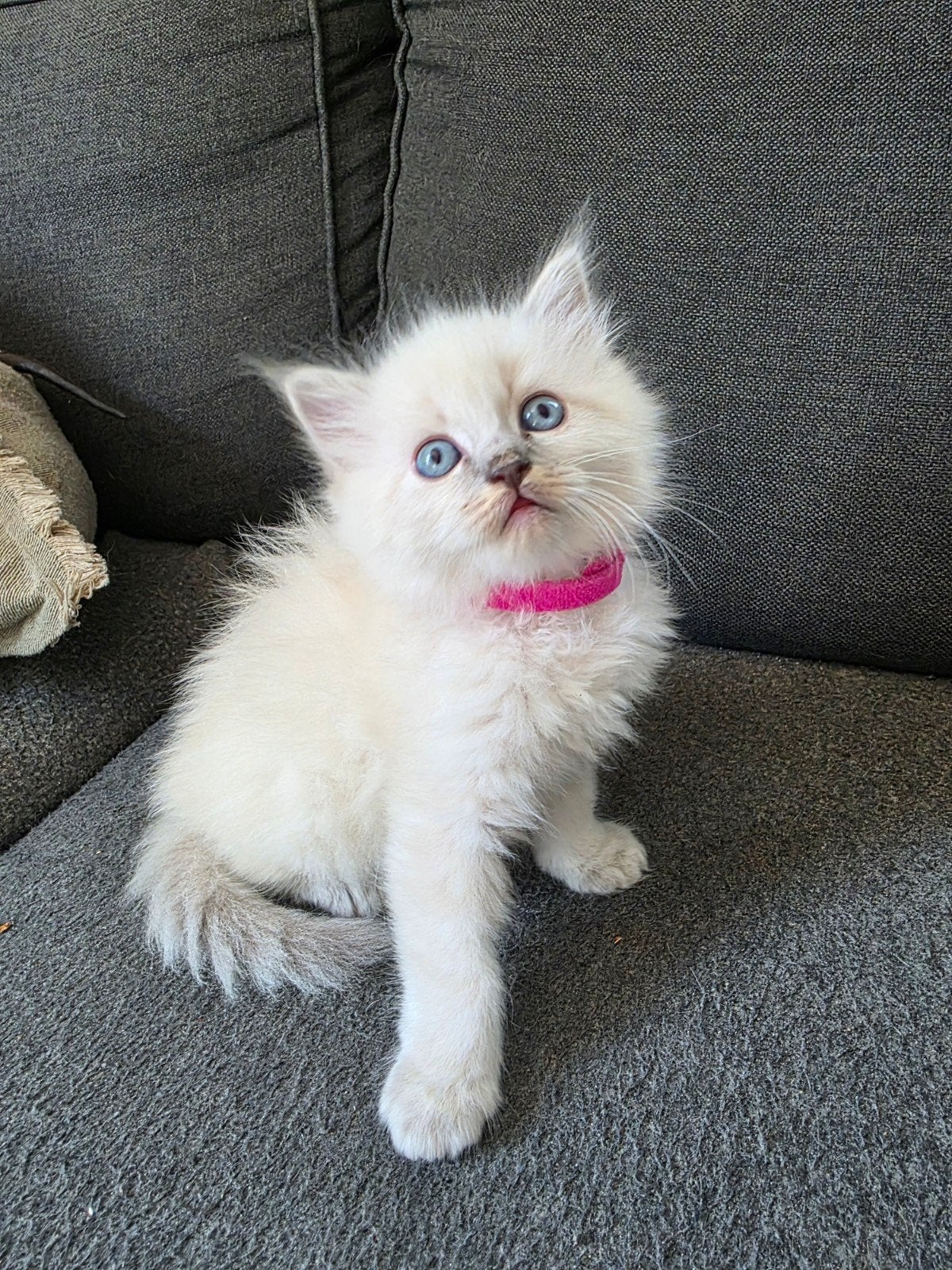 5 prachtige ragdoll kittens met fel blauwe ogen, Meerdere dieren, Ontwormd