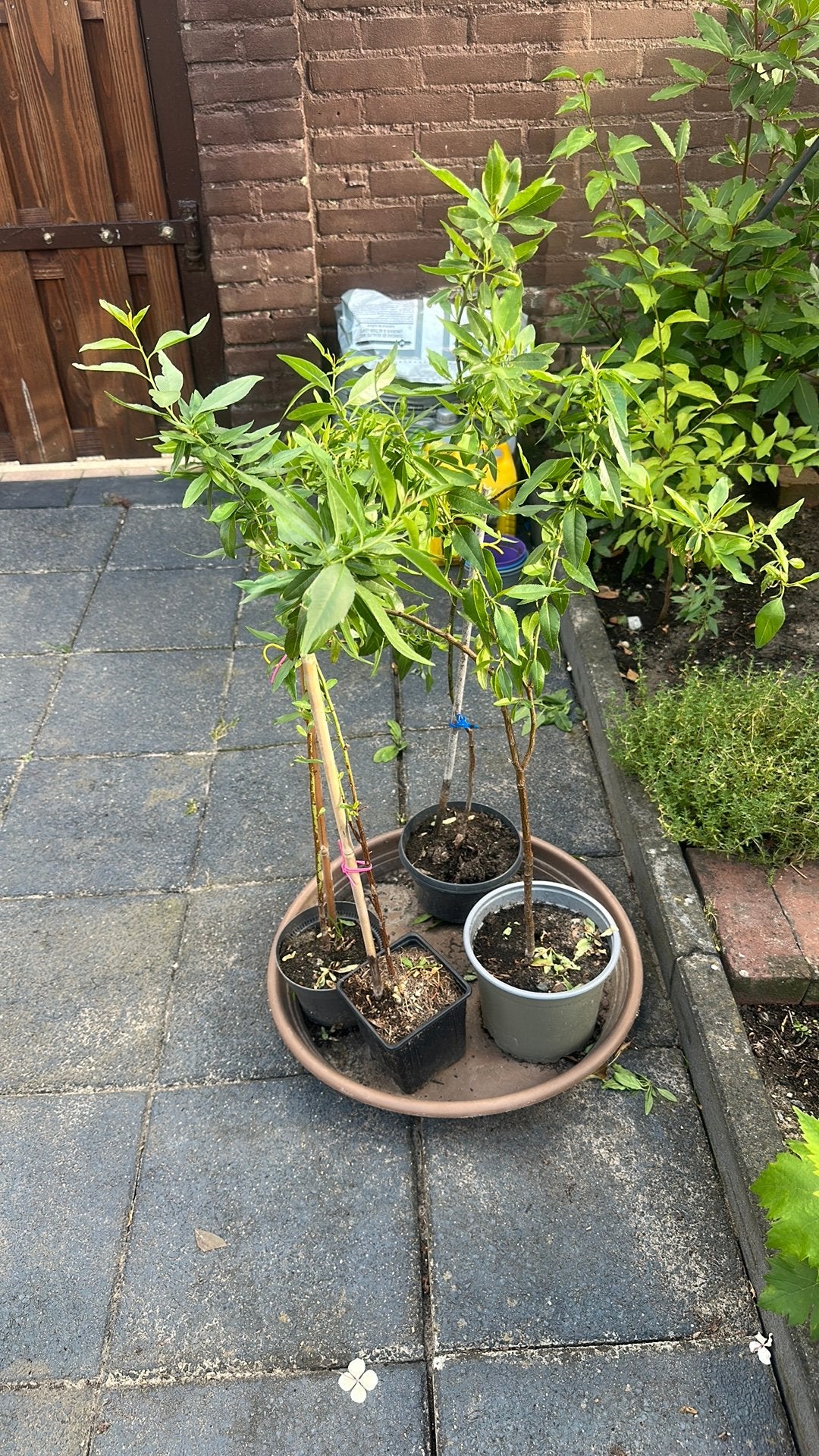 Amandelboom, Ophalen, Volle zon, Overige soorten, Minder dan 100 cm