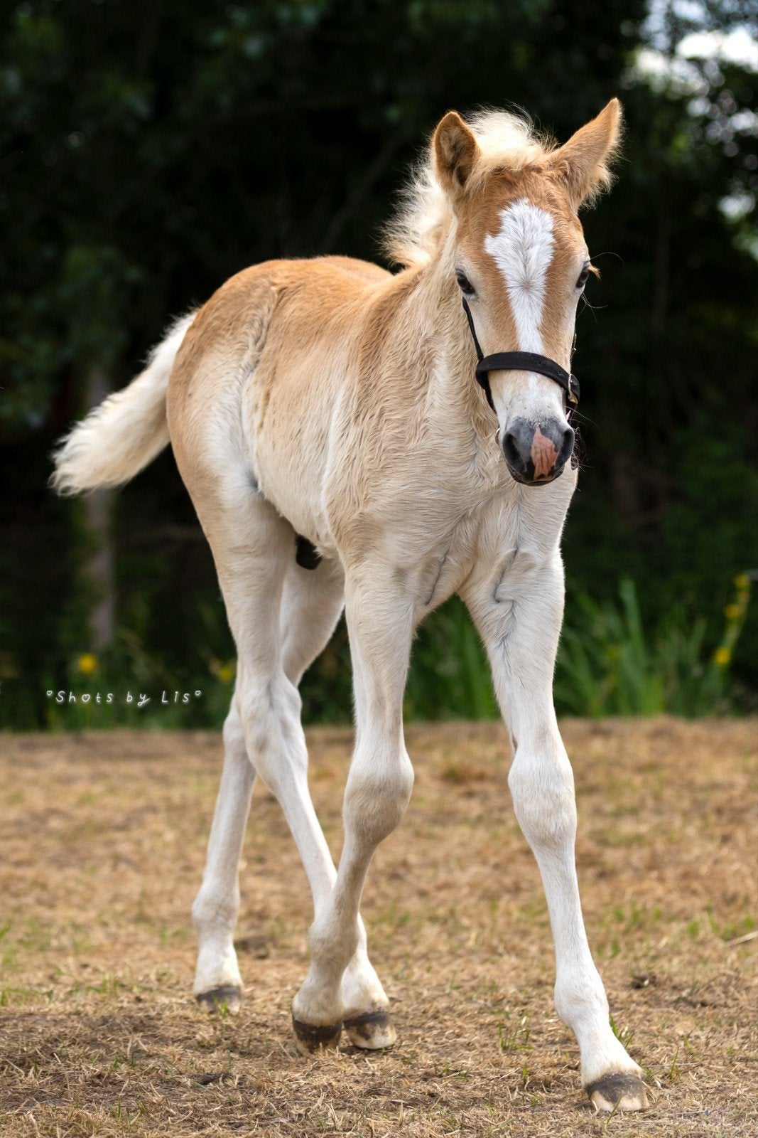 Prachtig haflinger hengst veulen te koop, Dieren en Toebehoren, Hengst, Met stamboom, 0 tot 2 jaar