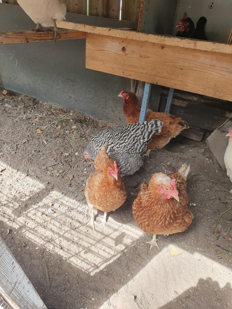 Kippen en voeren, Dieren en Toebehoren, Pluimvee, Vrouwelijk, Kip