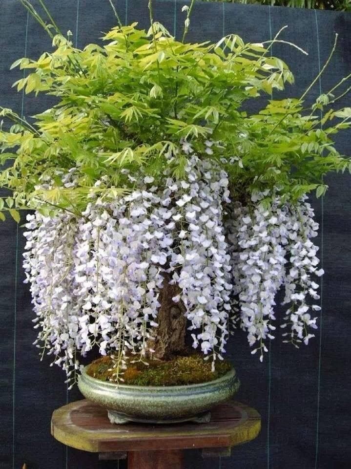 Zuid Afrikaanse Boom Wisteria zaadjes, winterhard, Verzenden, Gehele jaar, Halfschaduw, Zaad