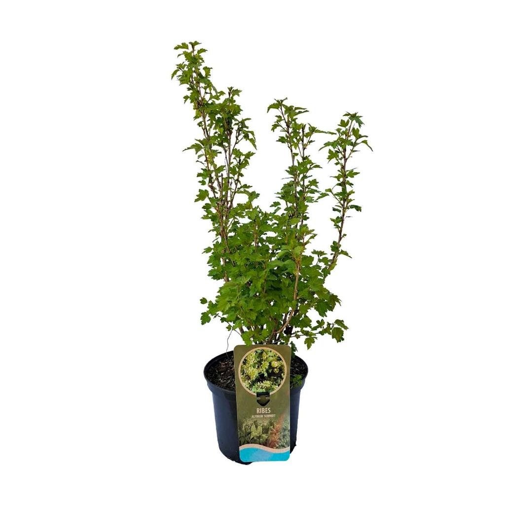 Vanaf 1/10 - Ribes alpinum Schmidt Alpenbes 100/120cm, Ophalen, Overige soorten, Struik, Minder dan 100 cm