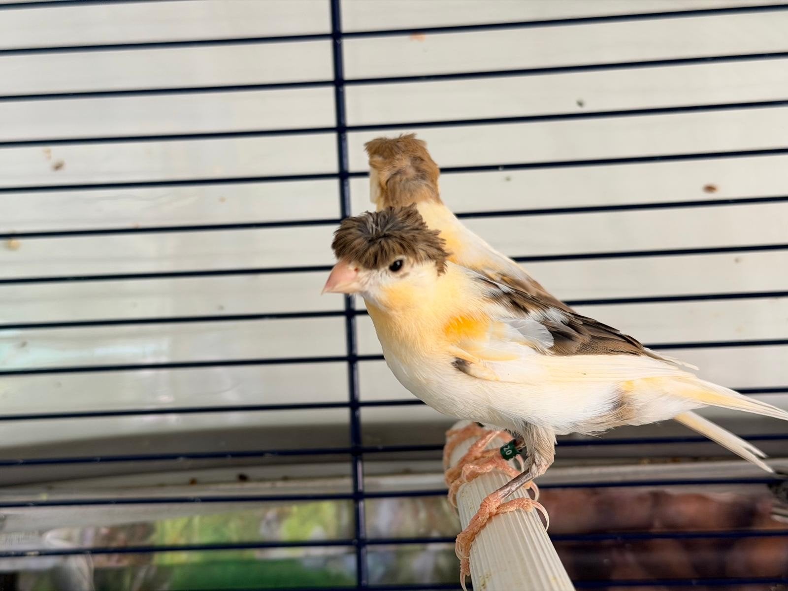 . super mooie 2 harlekijn kanarie met kuif, Meerdere dieren, Kleurkanarie