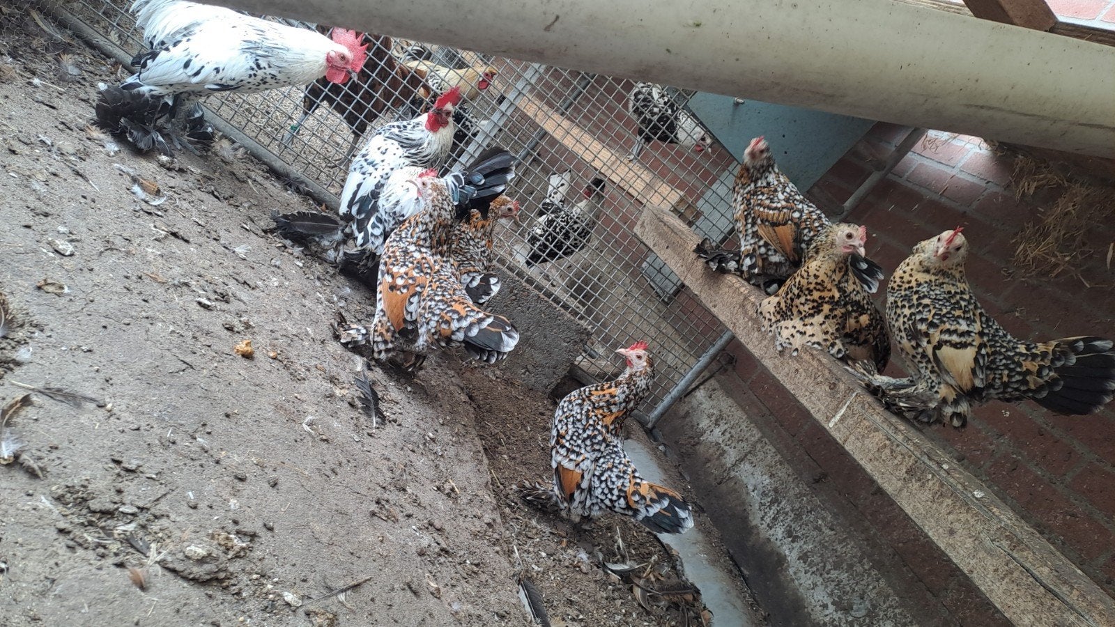 Sabelpoot kriel trio's, Meerdere dieren, Kip