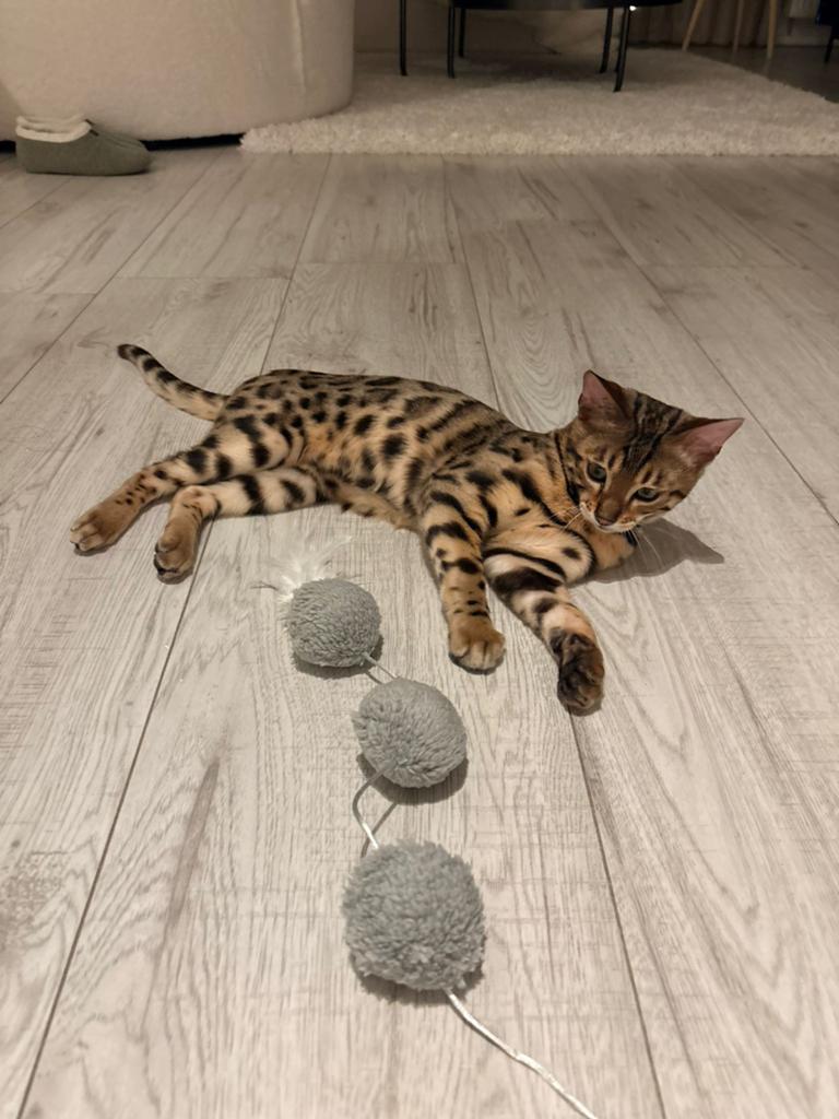 Bengaal kitten met stamboom zoekt gouden mandje, Kater