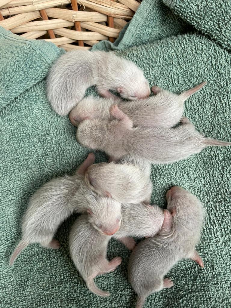 Fretten puppy’s, Dieren en Toebehoren, Overige Dieren, Meerdere dieren, Mei