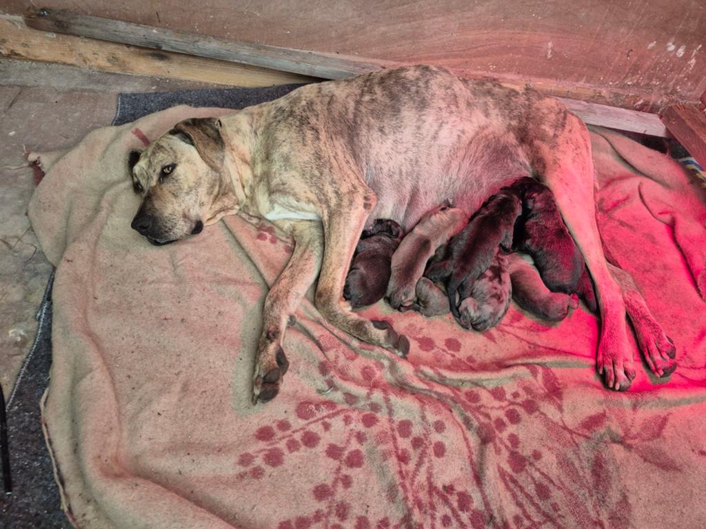 Mooie gezonde pups te koop, Meerdere, Meerdere dieren, Middel, Nederland