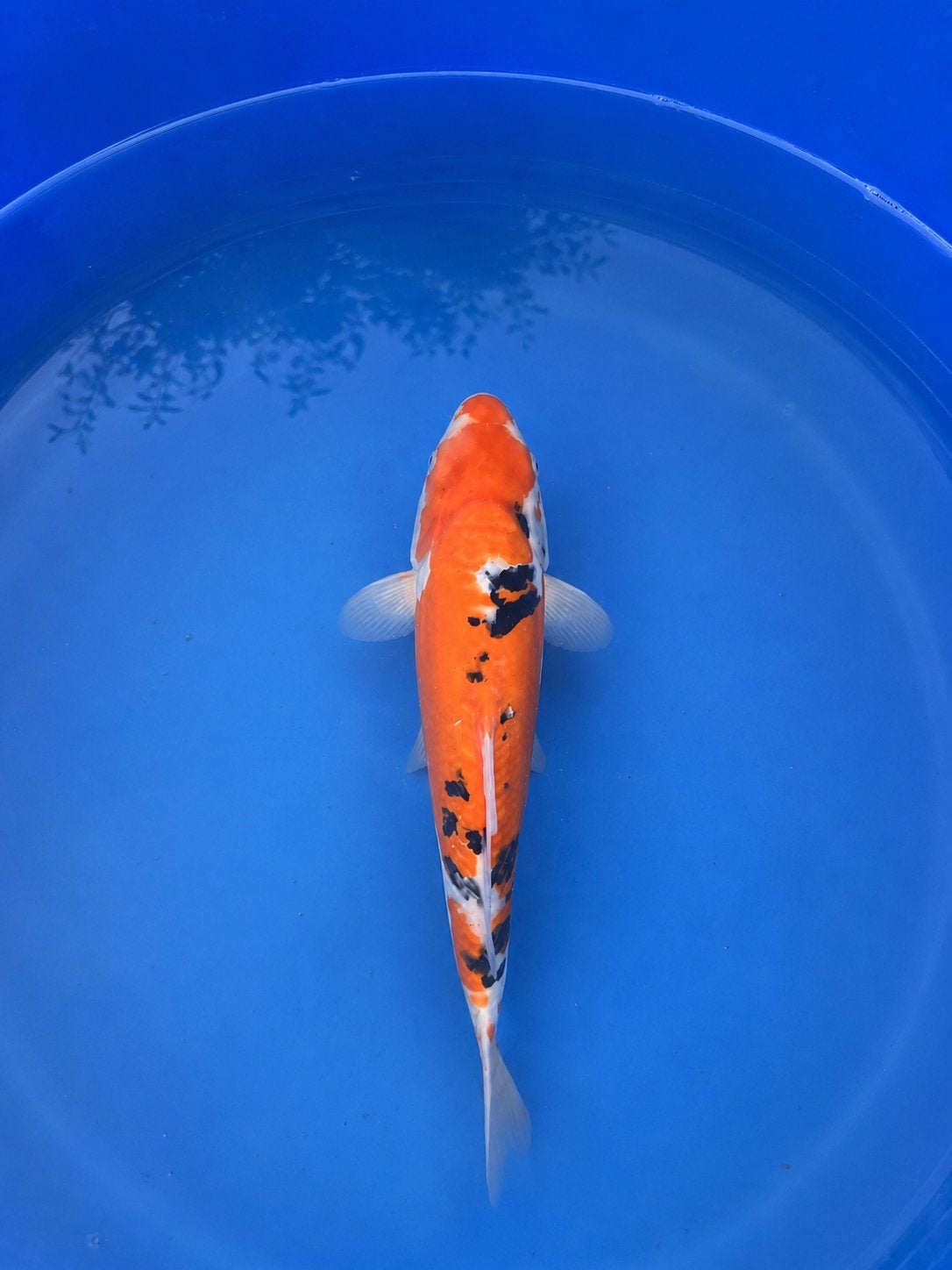 Japanse koi Doitsu Sanke 31 cm – Conias Tosai, Karper of Koi