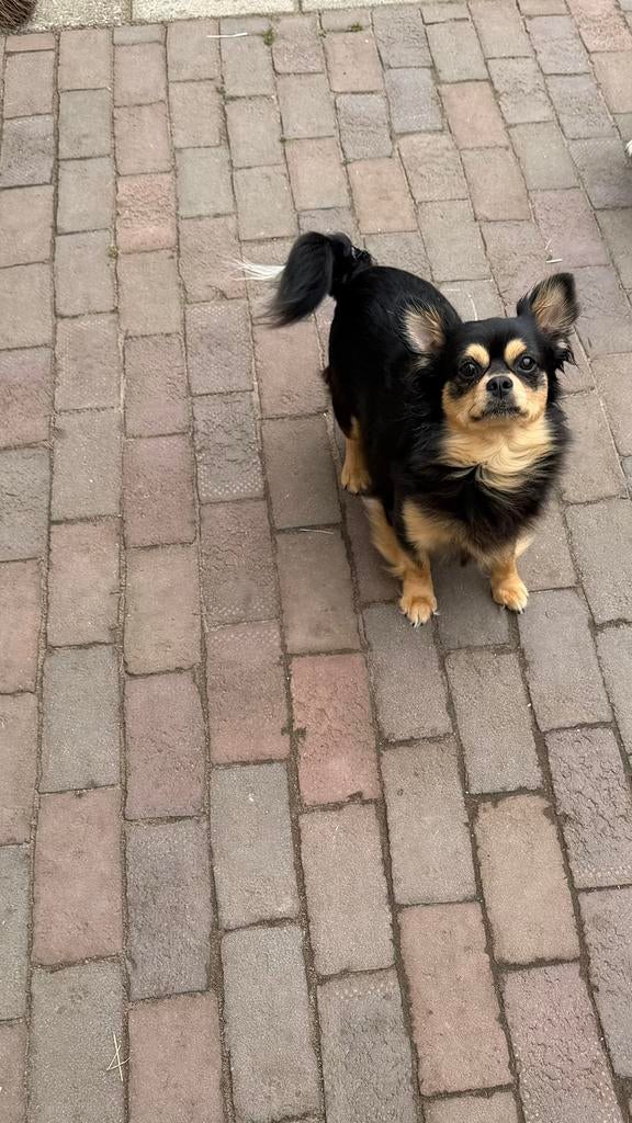 Chihuahua’s zoek nieuw huisje, Reu, 1 tot 2 jaar, Parvo, Meerdere
