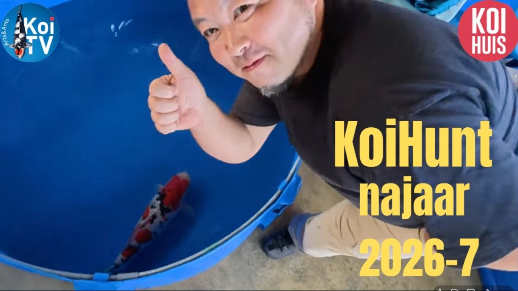 Japanse koi koihunt Masakoi koi farm, Karper of Koi