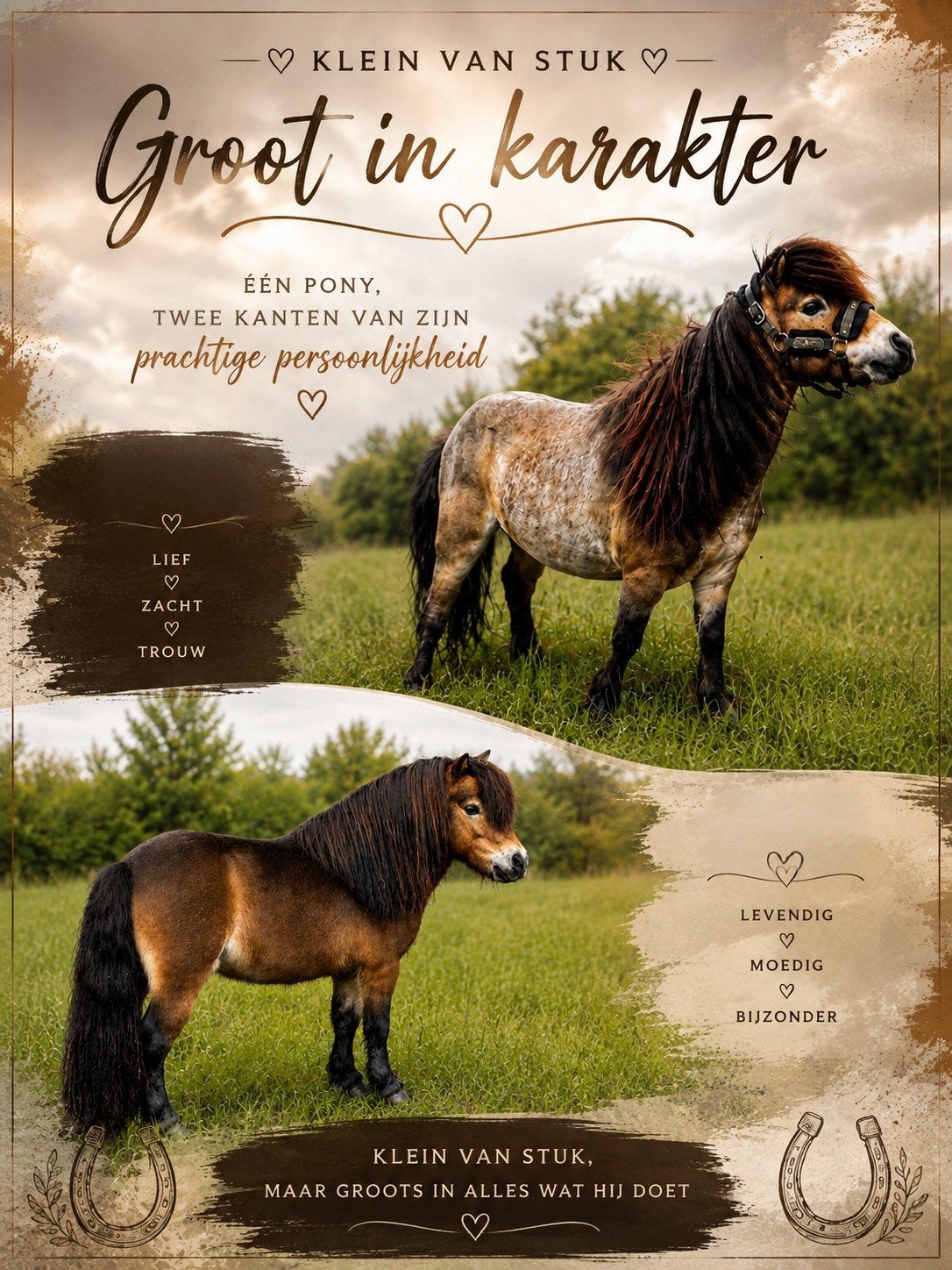 shetlanders , roan D pony , c leerpony merrie, Merrie, Met stamboom
