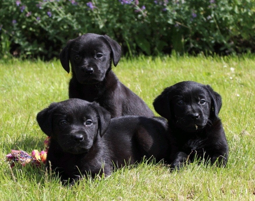 Labrador pups uit huiselijke kring | Beide ouders aanwezig, Dieren en Toebehoren, Honden | Retrievers, Spaniëls en Waterhonden