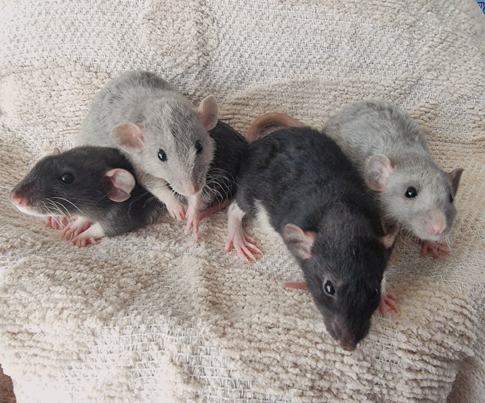 Jonge rex rittens, super sociaal en lief, 6 weken oud, Dieren en Toebehoren, Augustus, Rat, Tam