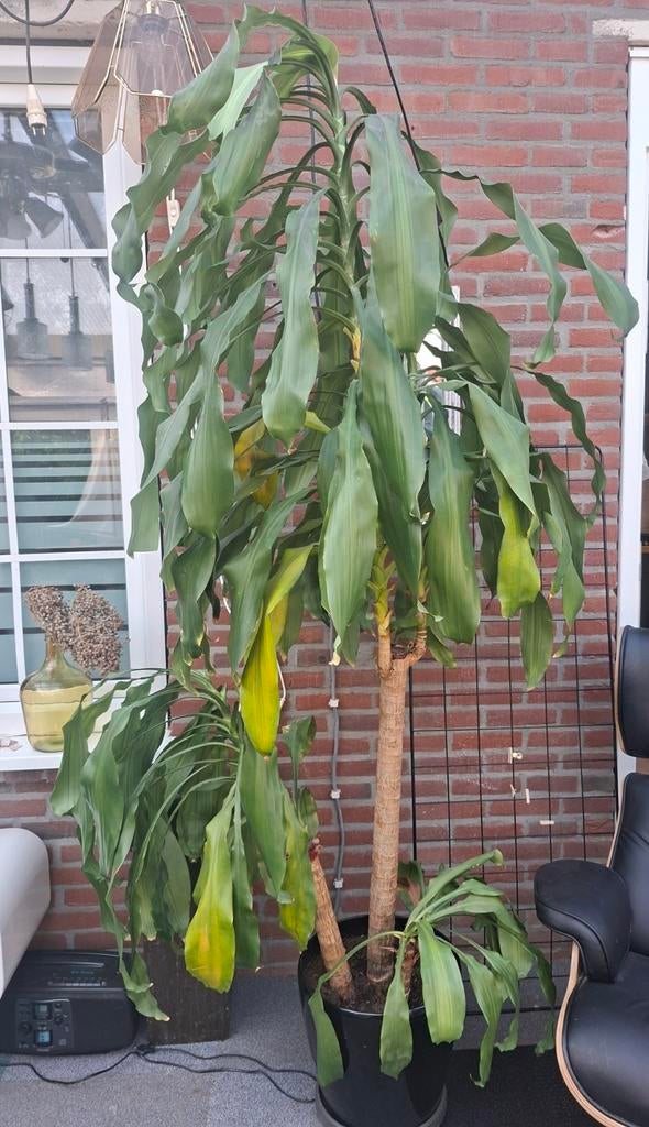 Grote Dracaena fragrans kamerplant - 2.20 meter hoog, Huis en Inrichting, Kamerplanten, Ophalen, 200 cm of meer, Overige soorten