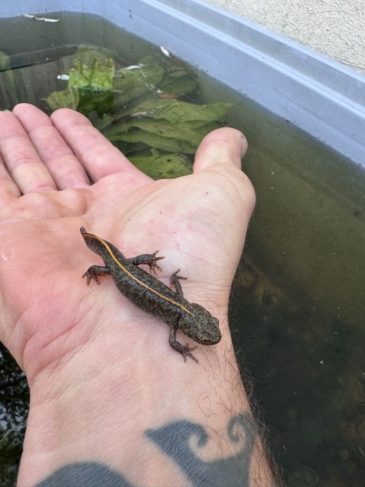 Triturus carnifex salamanders, Amfibie, 0 tot 2 jaar