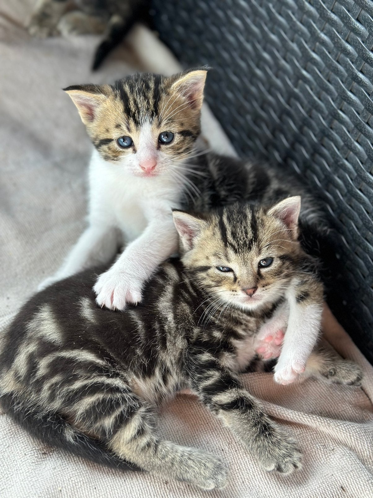 Kittens te koop, Poes