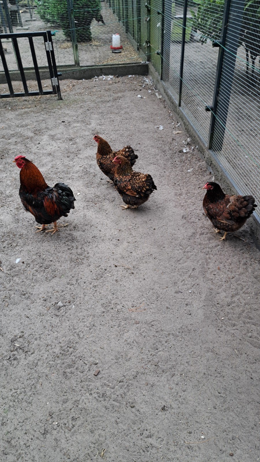 Wyandotte goud zwart gezoomd, Dieren en Toebehoren, Pluimvee, Vrouwelijk, Kip