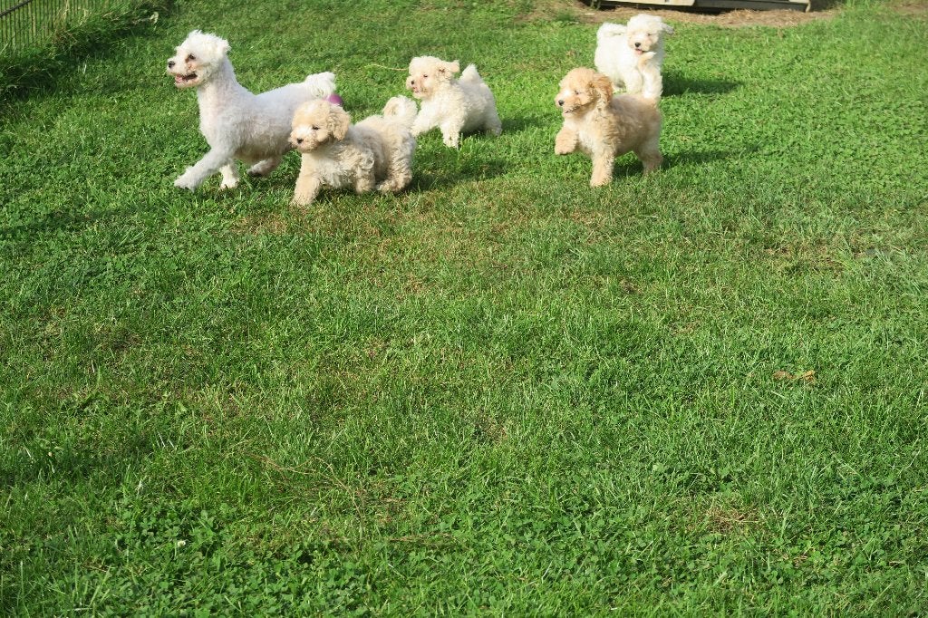 Maltipoo pups ( Maltezer x Dwerg Poedel ), Parvo, Maltezer, Nederland, 8 tot 15 weken