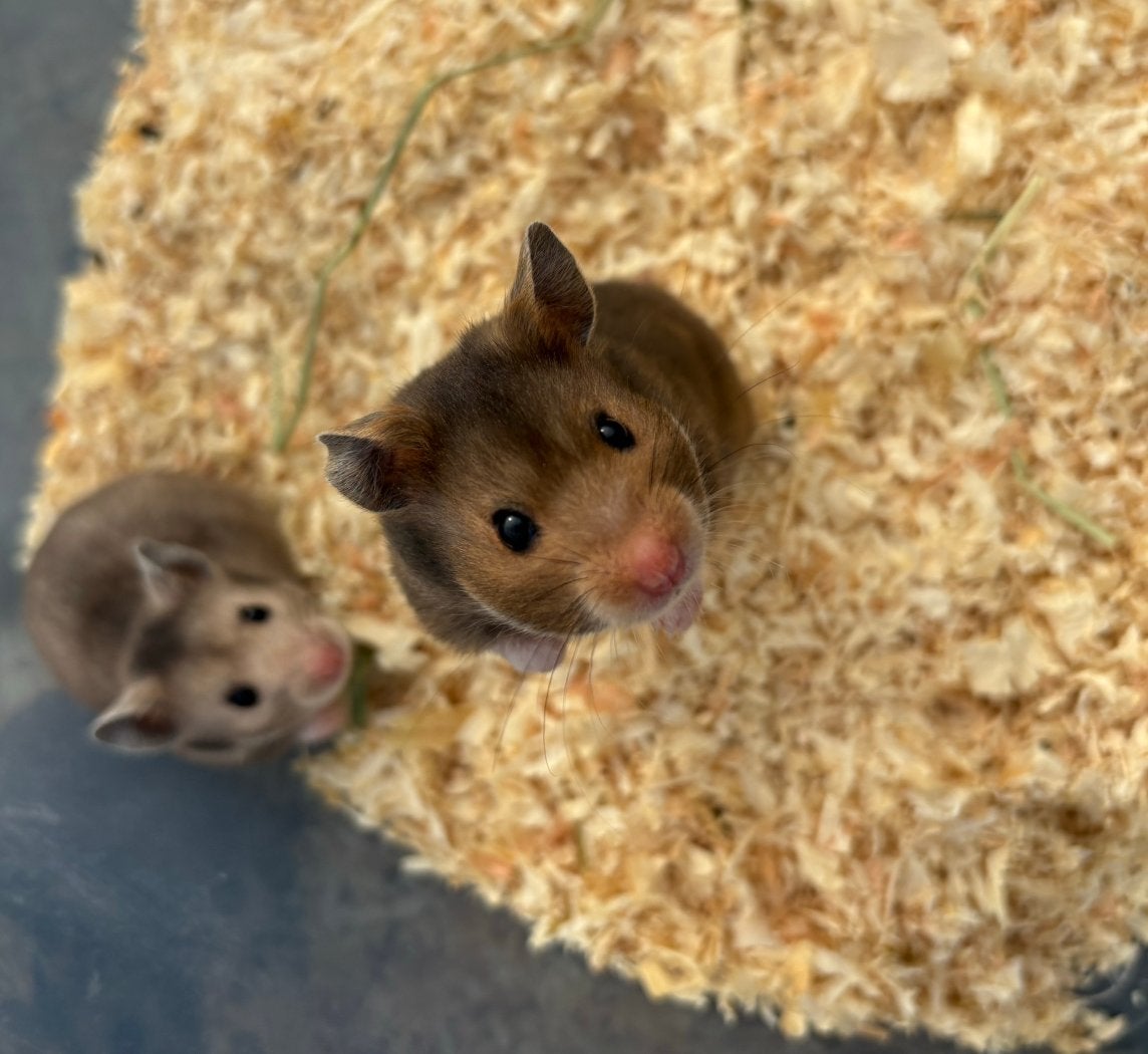 Nog 3 Goudhamsters, Dieren en Toebehoren, Hamster, Augustus, Meerdere dieren, Tam