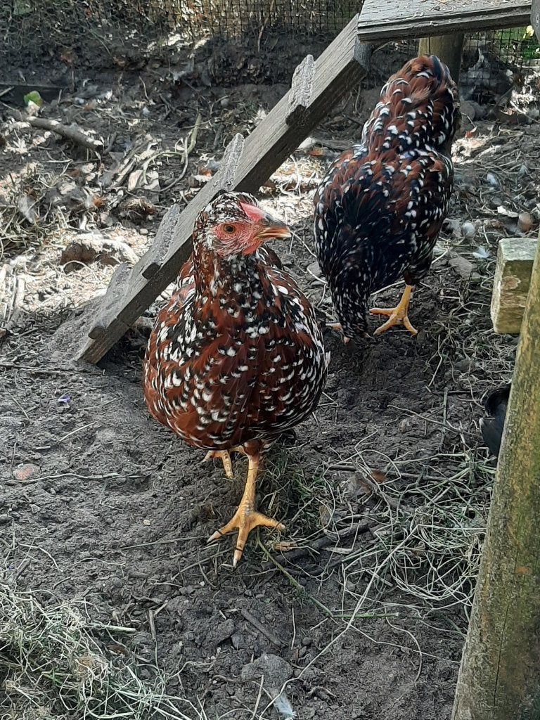 wyandotte hennen, Dieren en Toebehoren, Pluimvee, Vrouwelijk, Kip