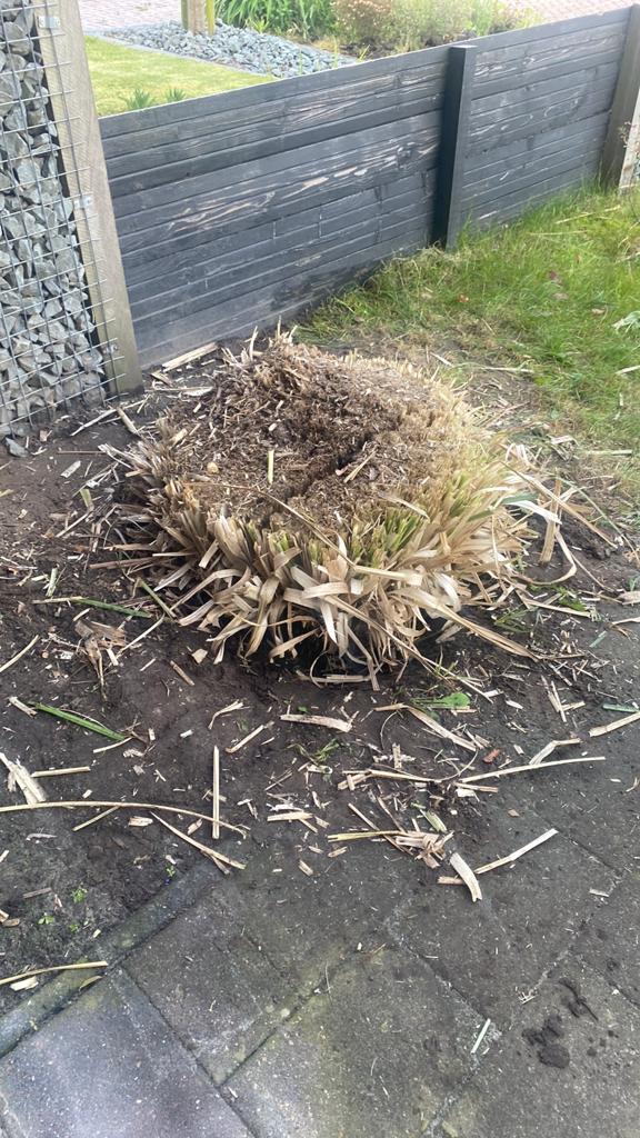 Gratis ophalen. Roze pampas gras met roze pluimen, Tuin en Terras, Planten | Tuinplanten, Ophalen