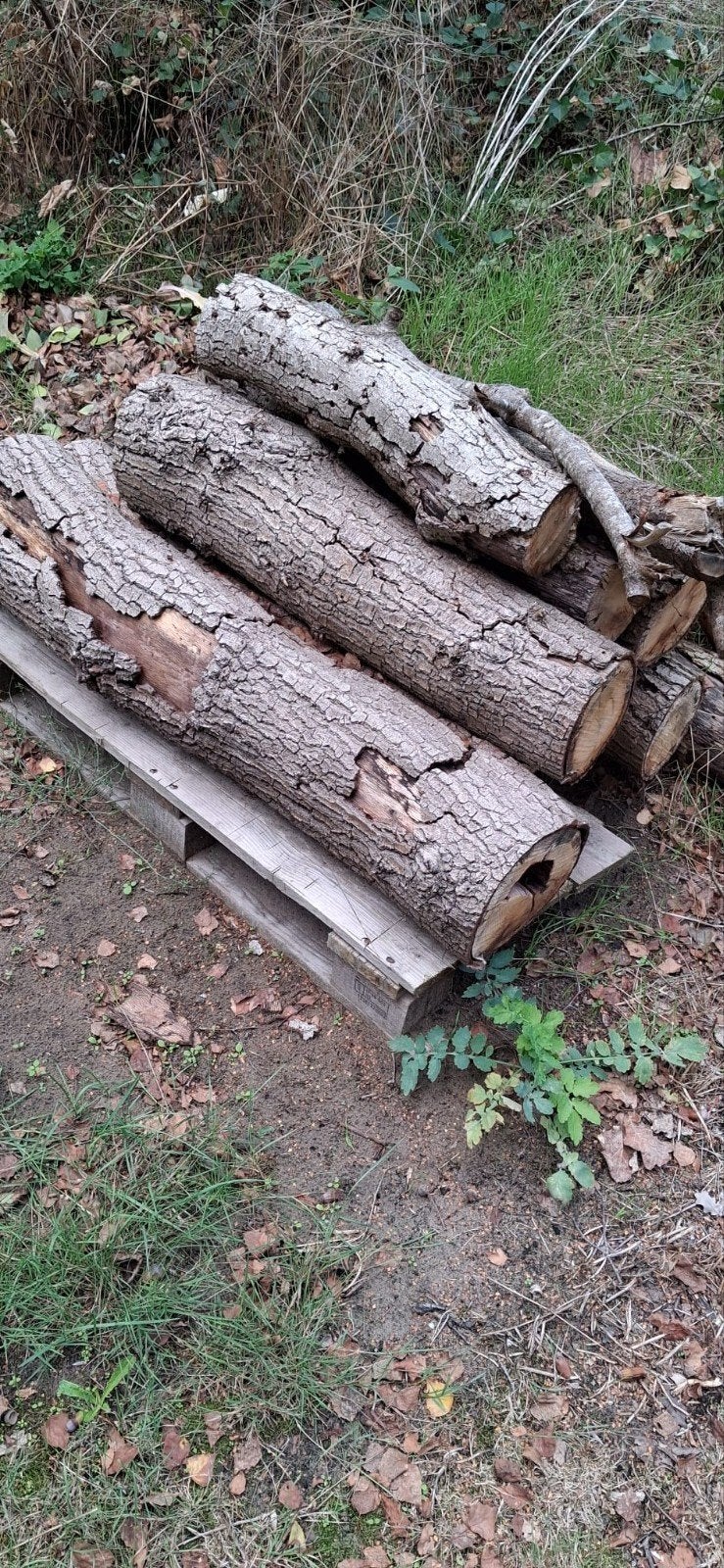Haardhout 1.5 kuub deze winter stoken, Tuin en Terras, Minder dan 3 m³, Ophalen, Eikenhout, Stammen