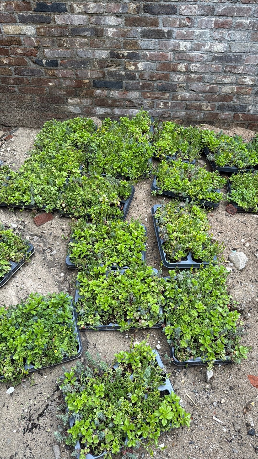 Daktrays sedum groen dak, Ophalen, Bodembedekkers, Volle zon, Vaste plant