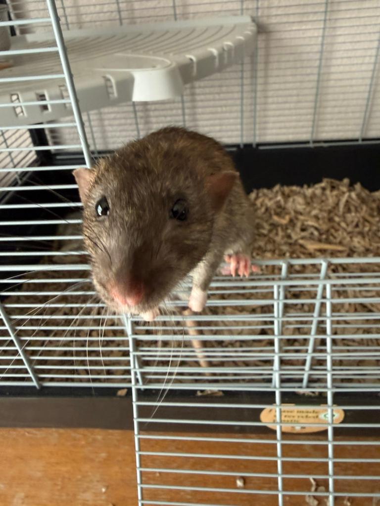 4 jonge man ratjes, Dieren en Toebehoren, Knaagdieren, Rat, Mannelijk, Januari, Tam