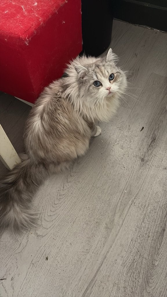 Britse Langhaar, Dieren en Toebehoren, Katten en Kittens | Raskatten | Langhaar, Kater
