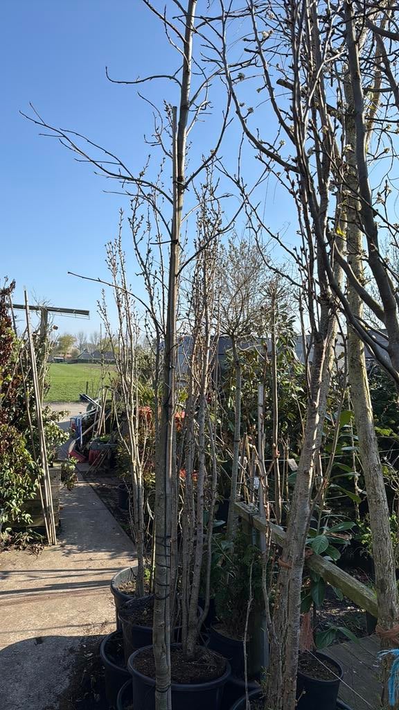 Zuilvormige japanse sierkers komen nu in bloei koop nu !!!!, Tuin en Terras, Ophalen, Halfschaduw, Lente, 250 tot 400 cm