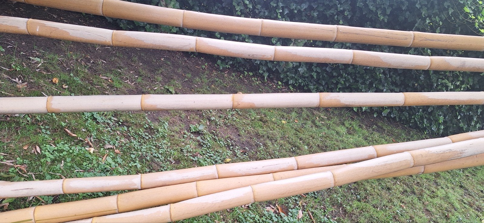 Bamboe stokken - 4 stuks, 6-7m lang, Ø 23-27cm, Tuin en Terras, Planten | Tuinplanten, Ophalen