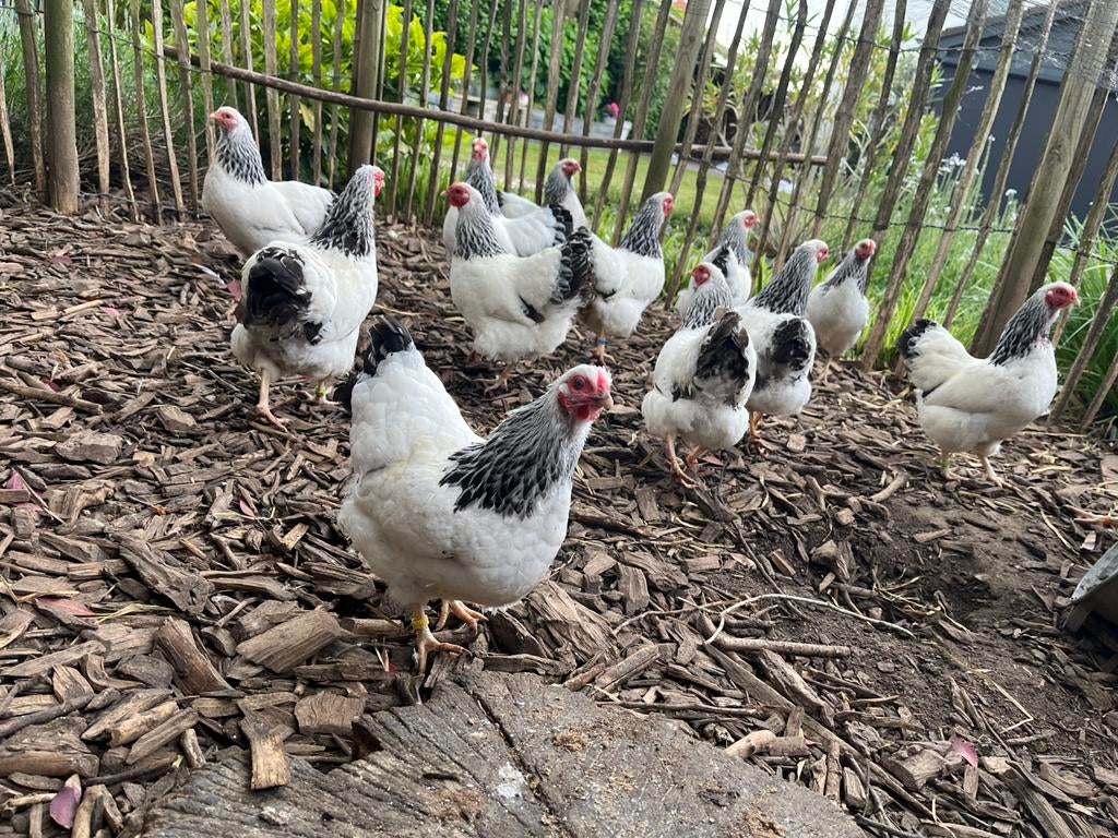 🥚Broedeieren raszuivere Wyandotte kriel Columbia zwartwit🐓, Dieren en Toebehoren, Pluimvee, Geslacht onbekend, Kip