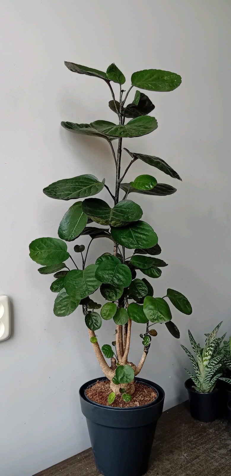 Kamerplant 80cm polyscias boom, Ophalen, Overige soorten, Halfschaduw, In pot