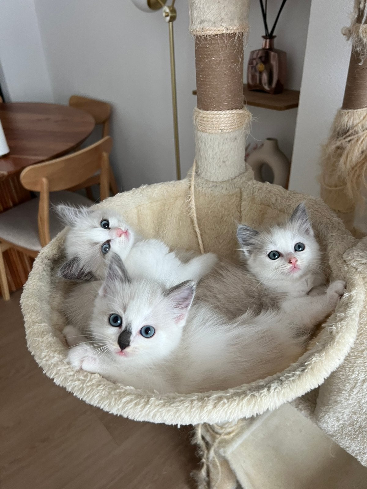 Ragdoll kittens zoeken een liefdevol thuis, Dieren en Toebehoren, Poes, Gechipt, 0 tot 2 jaar