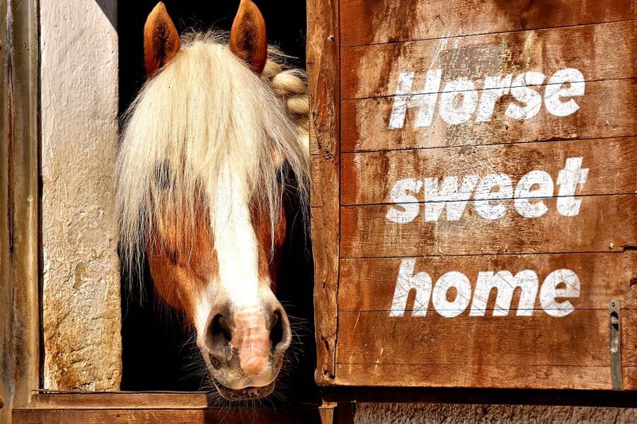 Verzorgpaard/pony gezocht of leasepaard/pony/bijrijdpaard, Dieren en Toebehoren, Paarden en Pony's | Verzorgingsproducten, Ophalen