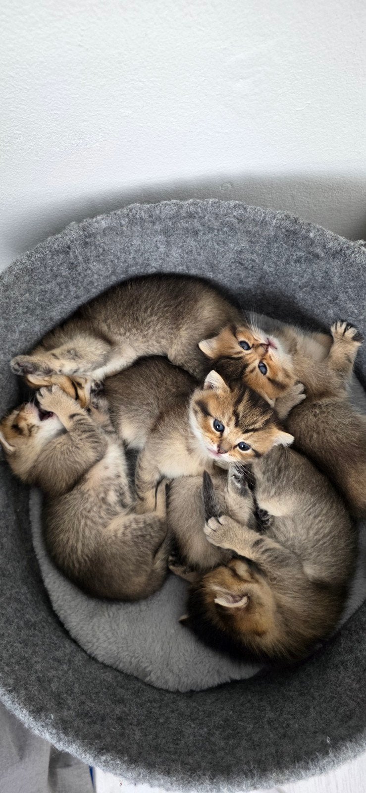 Britsekorthaar kittens te koop!, Dieren en Toebehoren, Katten en Kittens | Raskatten | Korthaar, Meerdere dieren, Ontwormd, 0 tot 2 jaar