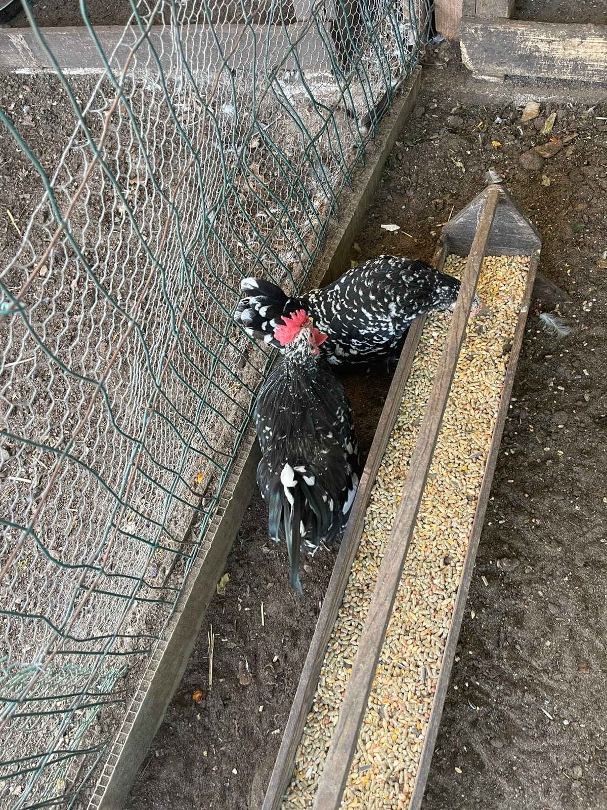 Koppel mini krielkip haanje/hennetje, Dieren en Toebehoren, Meerdere dieren, Kip